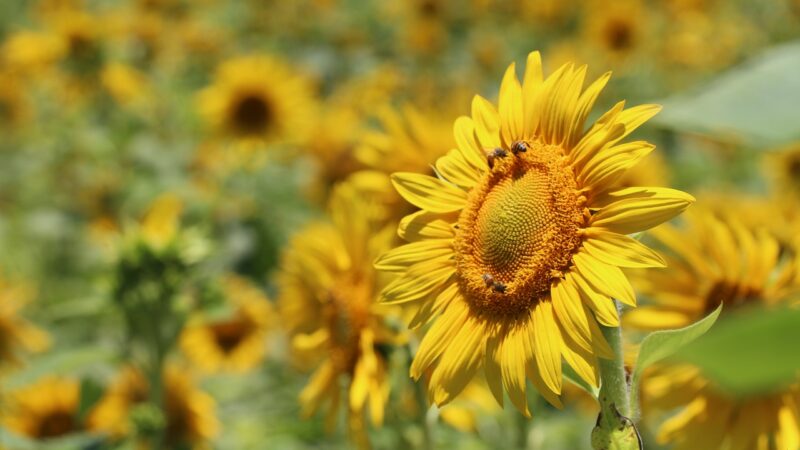 Las Abejas y el Medio Ambiente